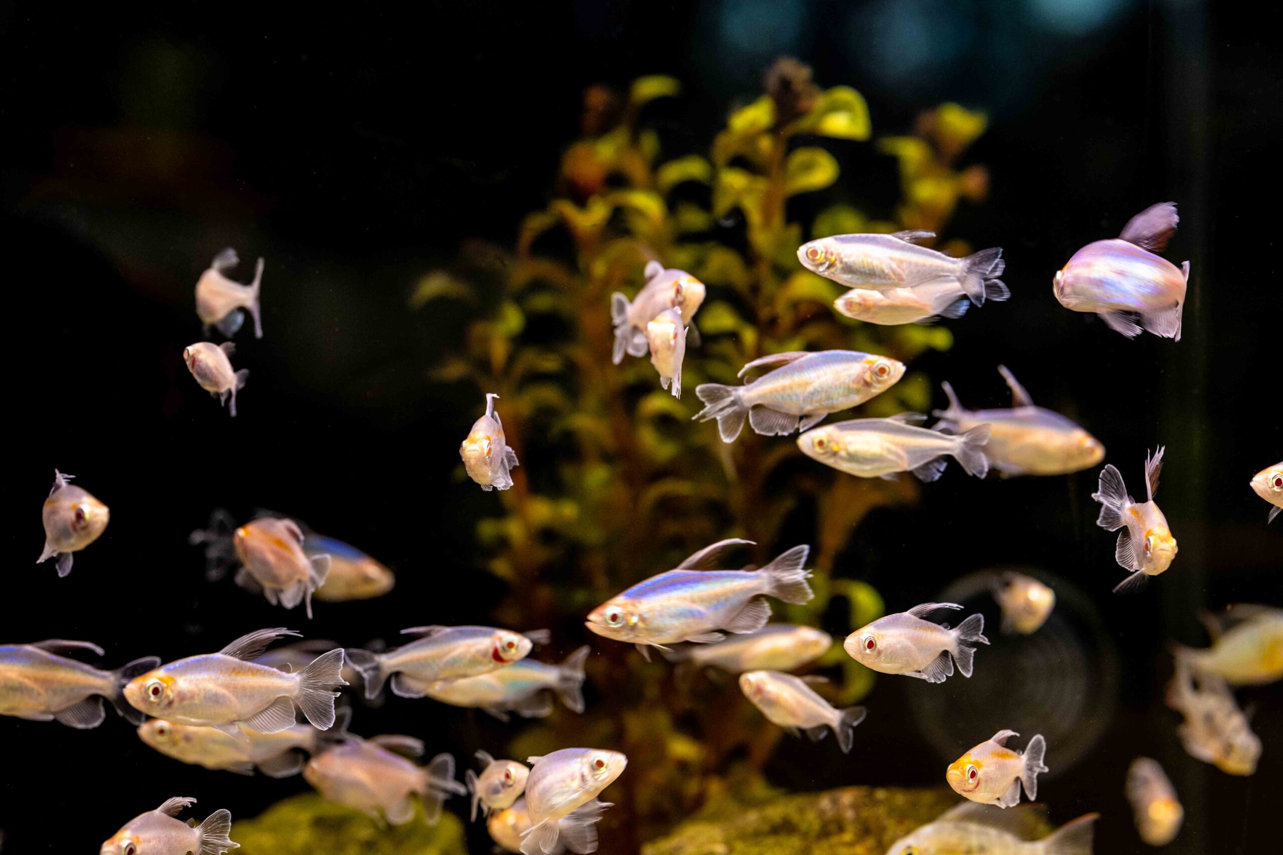 Kongosalmler abteilung aquaristik heimtierbedarf ingolstadt kalischko